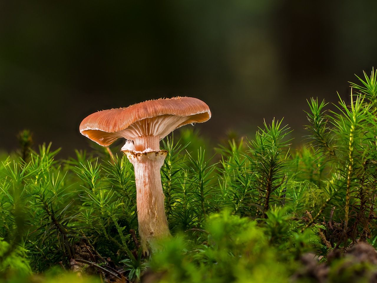 découvrez l'importance de la biodiversité pour notre planète. comprenez comment la diversité des espèces et des écosystèmes contribue à la santé de notre environnement, à l'équilibre des écosystèmes et à notre bien-être. engagez-vous pour la préservation de la biodiversité et son rôle essentiel dans le développement durable.