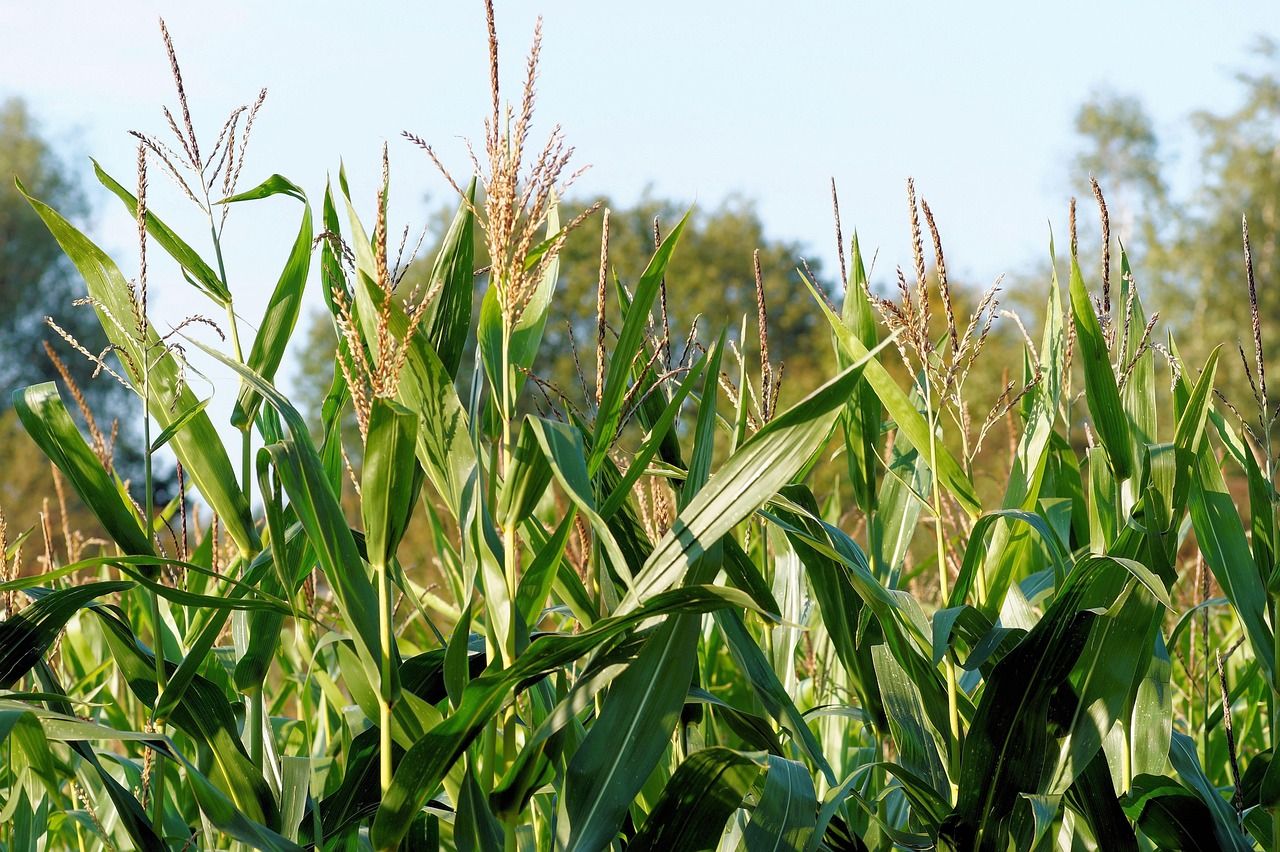 découvrez tout sur le biogaz : sa production, ses avantages écologiques et économiques, et comment il contribue à la transition énergétique durable. informations, solutions et actualités sur le biogaz en france.