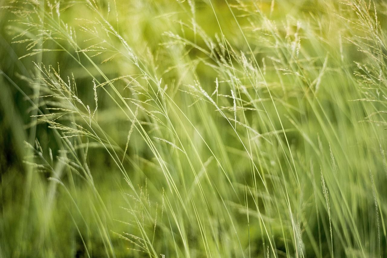 découvrez les principaux risques environnementaux qui menacent notre planète, leur impact sur la biodiversité et les actions à entreprendre pour les atténuer. informez-vous sur les solutions durables et les initiatives écologiques pour protéger notre environnement.