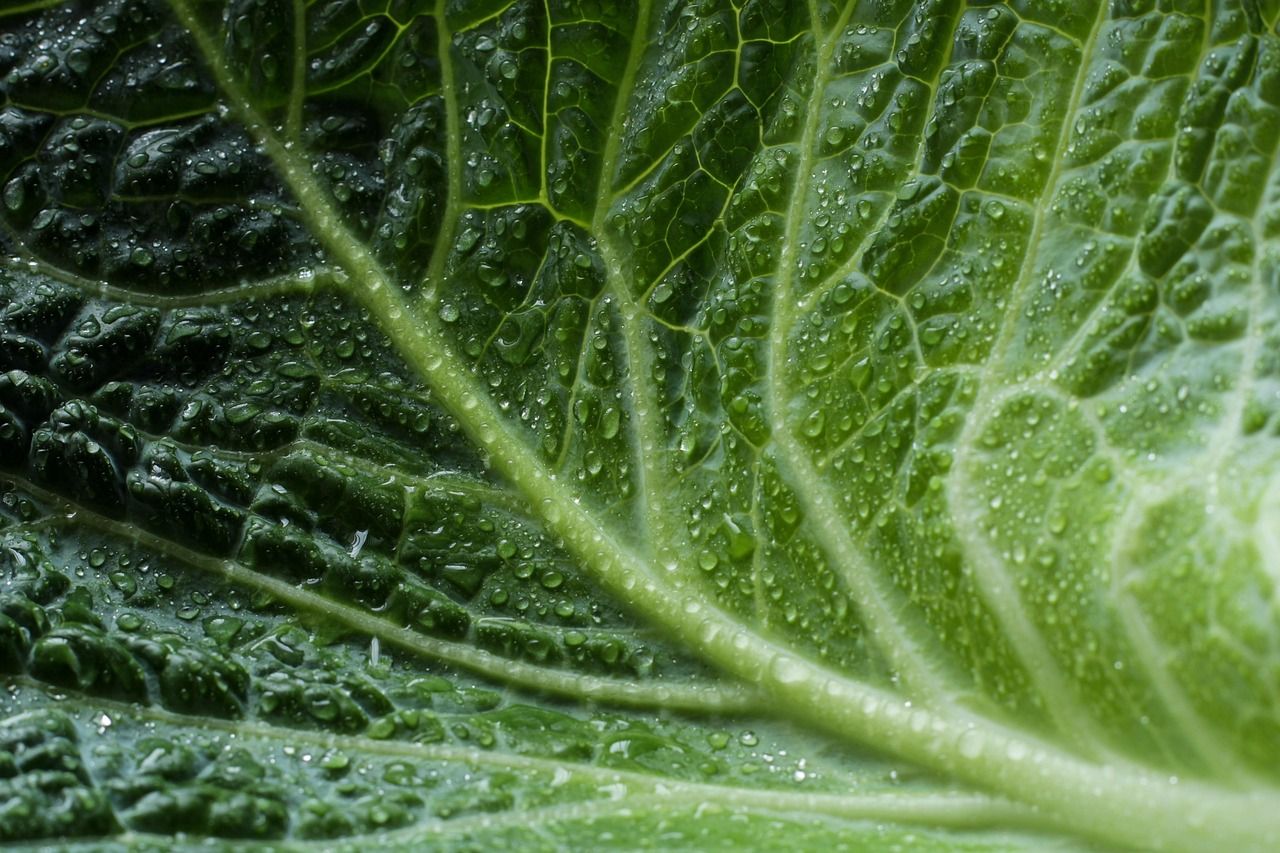 découvrez l'importance de l'éco-certification, un processus qui garantit des pratiques durables et respectueuses de l'environnement. explorez comment cette démarche contribue à la préservation de la planète tout en offrant aux entreprises une reconnaissance pour leurs efforts écologiques.