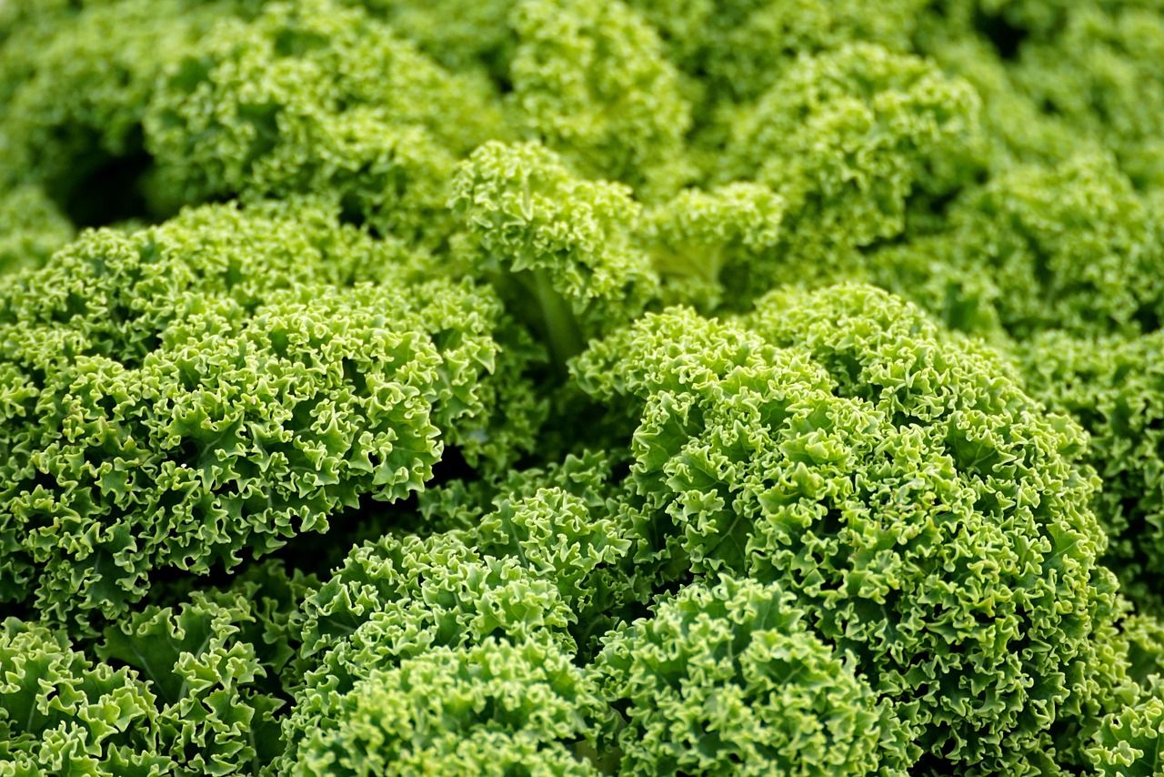 découvrez l'agriculture urbaine, une pratique innovante qui transforme nos villes en espaces verts productifs. explorez ses avantages écologiques, sociaux et économiques, et comment elle contribue à la durabilité urbaine tout en rapprochant les communautés.