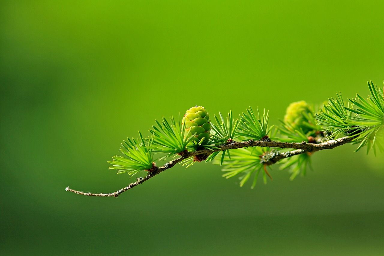 découvrez le concept de croissance verte, une approche durable visant à concilier développement économique et préservation de l'environnement. explorez les stratégies innovantes et les initiatives qui favorisent une économie respectueuse des ressources naturelles.