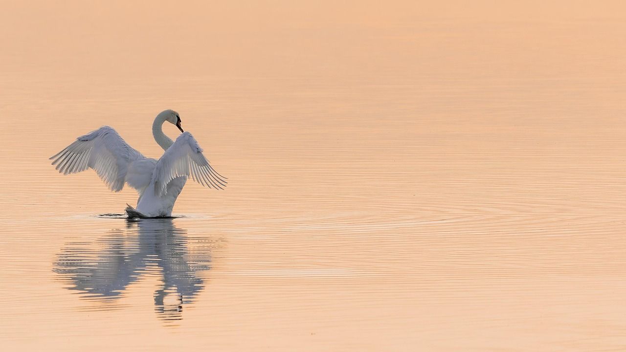 découvrez les meilleures pratiques de conservation de l'eau pour protéger notre planète. apprenez des techniques simples et efficaces pour réduire votre consommation d'eau et préserver cette ressource précieuse pour les générations futures.