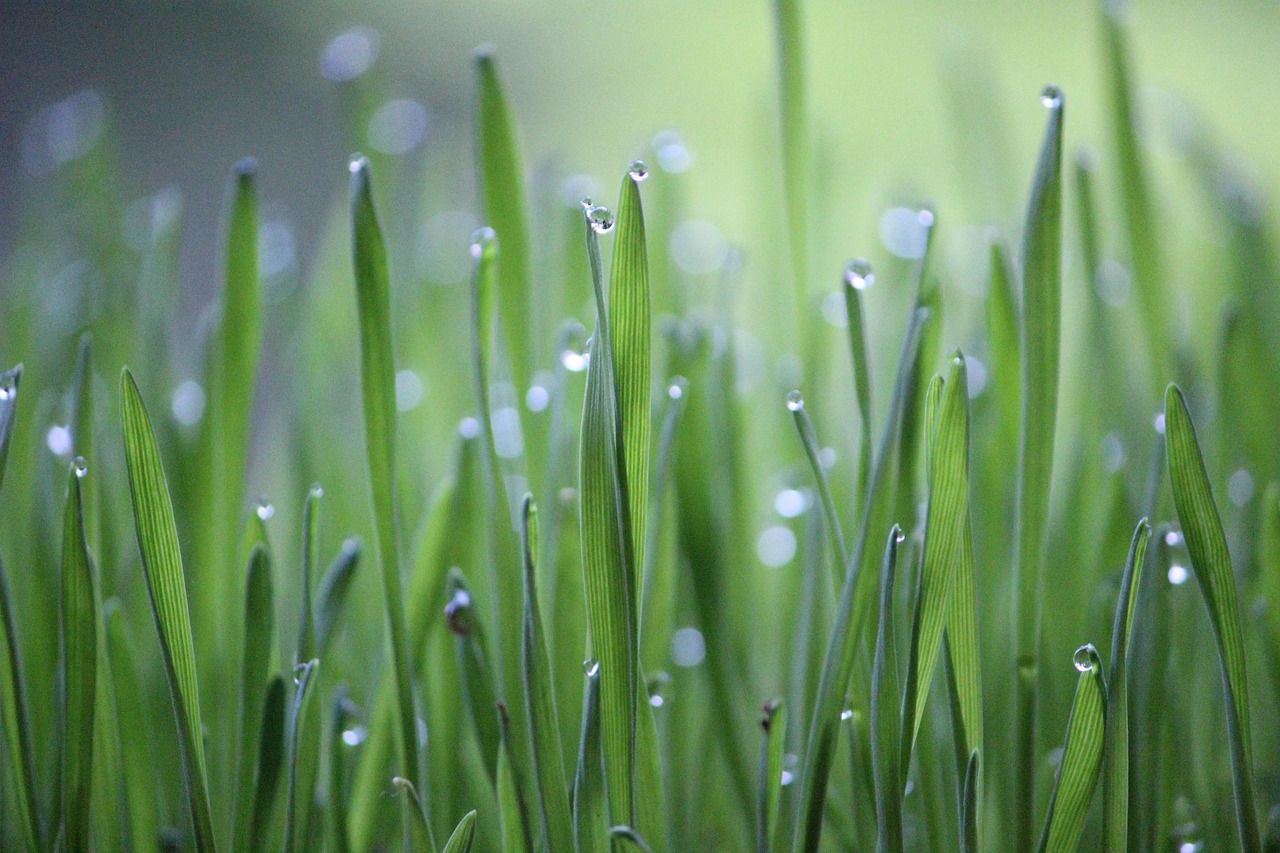 découvrez comment la croissance verte transforme notre économie en alliant durabilité et innovation. explorez des stratégies pour une croissance respectueuse de l'environnement qui favorise à la fois le développement économique et la préservation de notre planète.