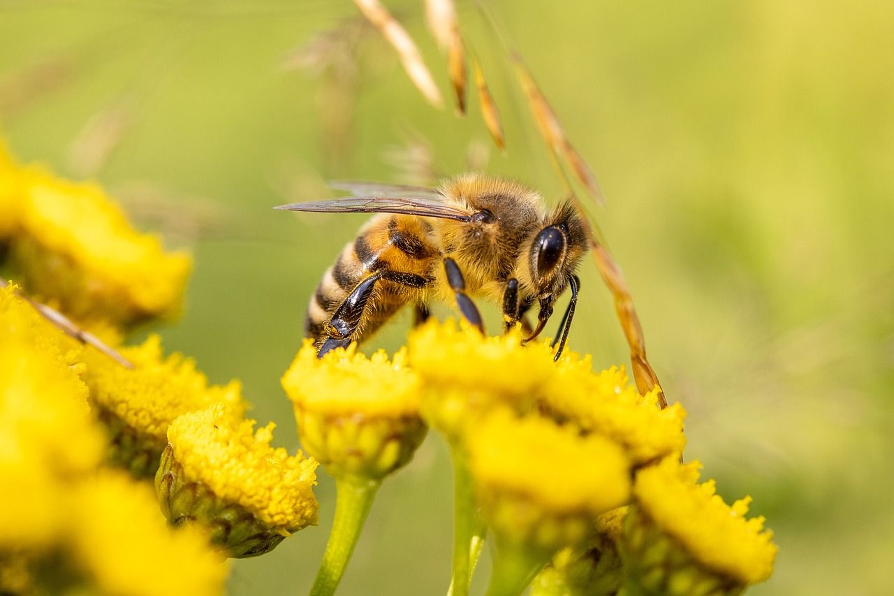 découvrez l'importance de la biodiversité pour notre planète. apprenez comment la diversité des espèces et des écosystèmes contribue à l'équilibre écologique, à la santé humaine et à la durabilité de notre environnement. explorez des stratégies pour préserver cette richesse naturelle