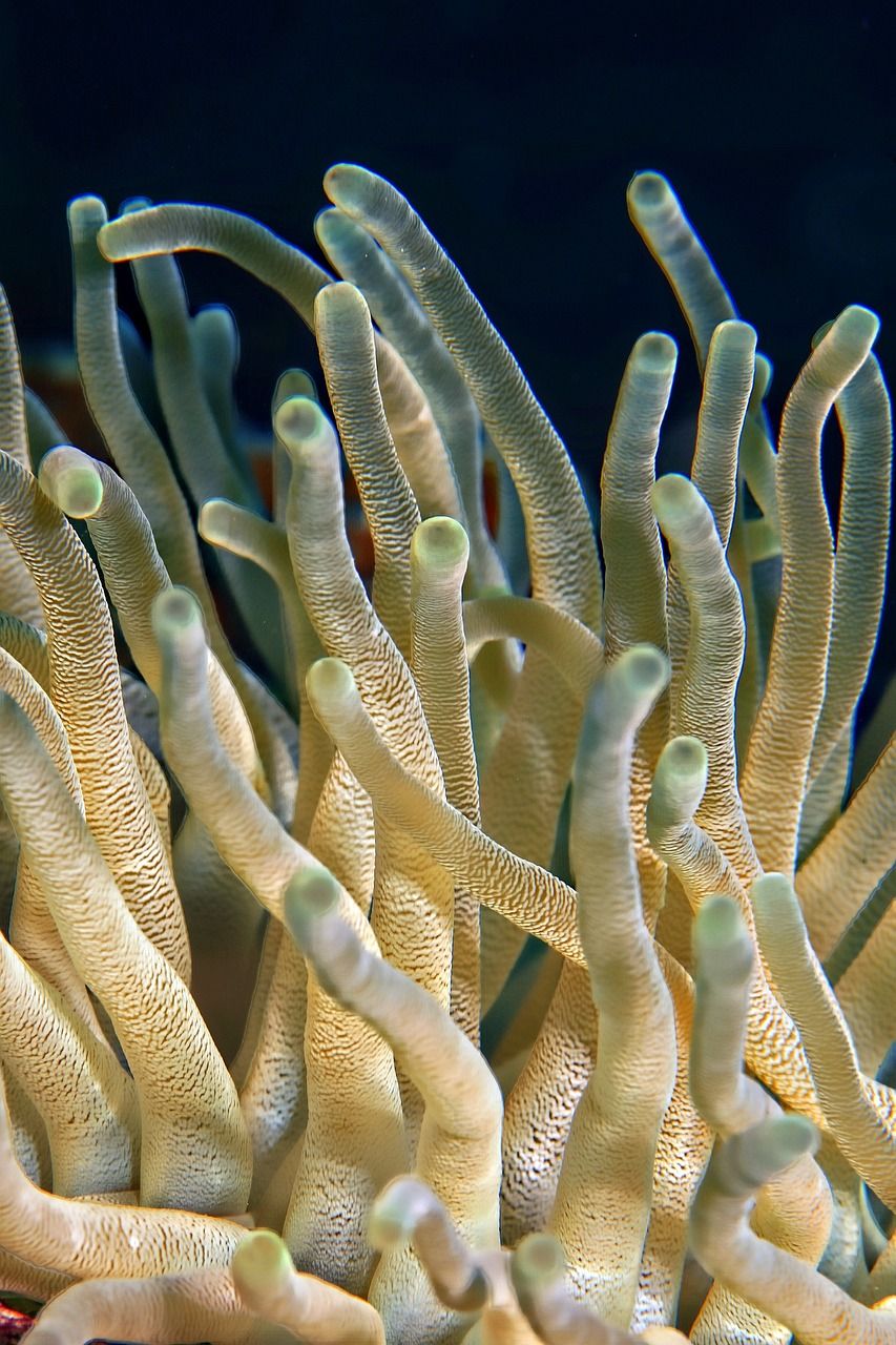 découvrez la richesse de la biodiversité marine, un écosystème incroyable regorgeant de vie. explorez l'importance de la préservation des océans et de leurs espèces uniques pour un avenir durable.