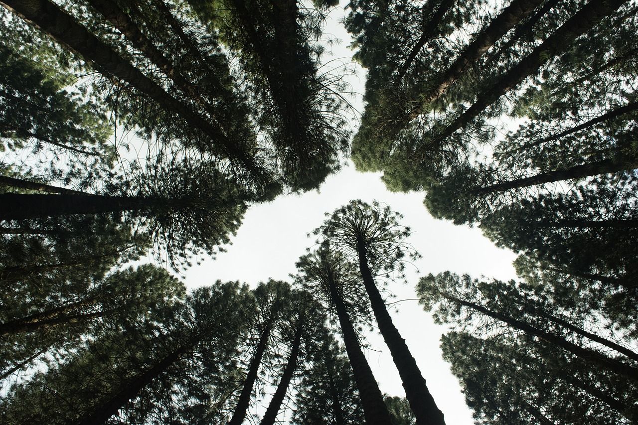 découvrez l'importance de la reforestation pour la planète. apprenez comment cette pratique contribue à restaurer les écosystèmes, à lutter contre le changement climatique et à préserver la biodiversité. engagez-vous pour un avenir durable en plantant des arbres et en soutenant des initiatives de reforestation.