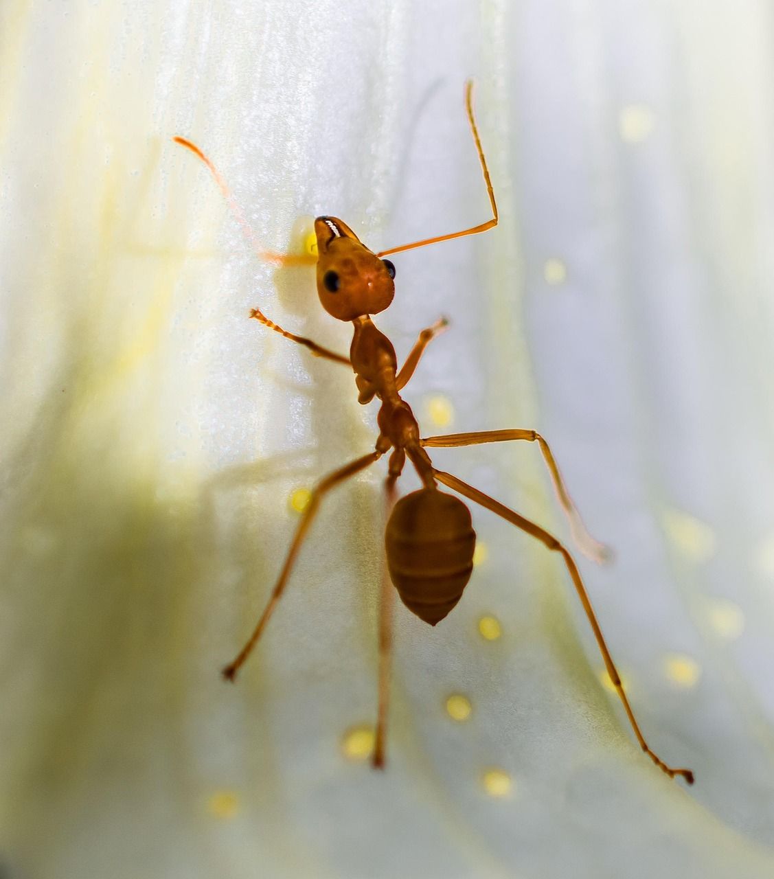 découvrez nos solutions efficaces pour éloigner les fourmis et protéger votre maison avec notre répulsif anti-fourmis performant et naturel.