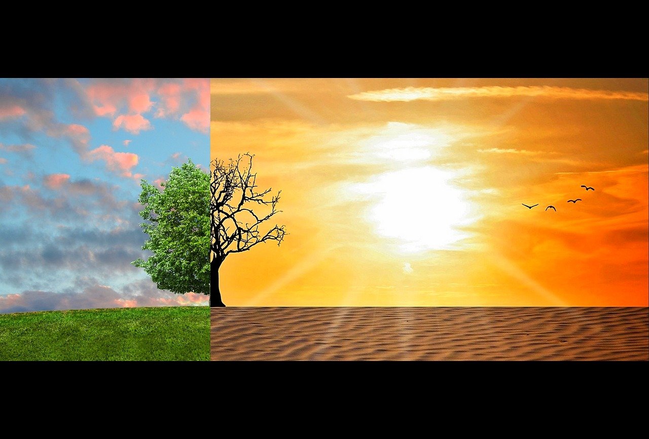 Impact des changements climatiques sur les écosystèmes forestiers