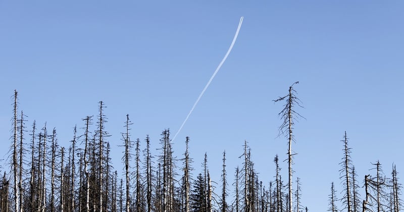 Comment adapter les forêts françaises à la sécheresse : le guide