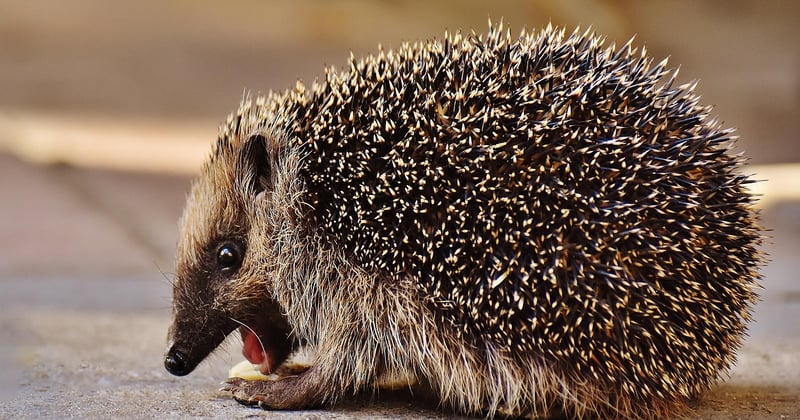 Comment protéger la biodiversité locale dans son jardin facilement