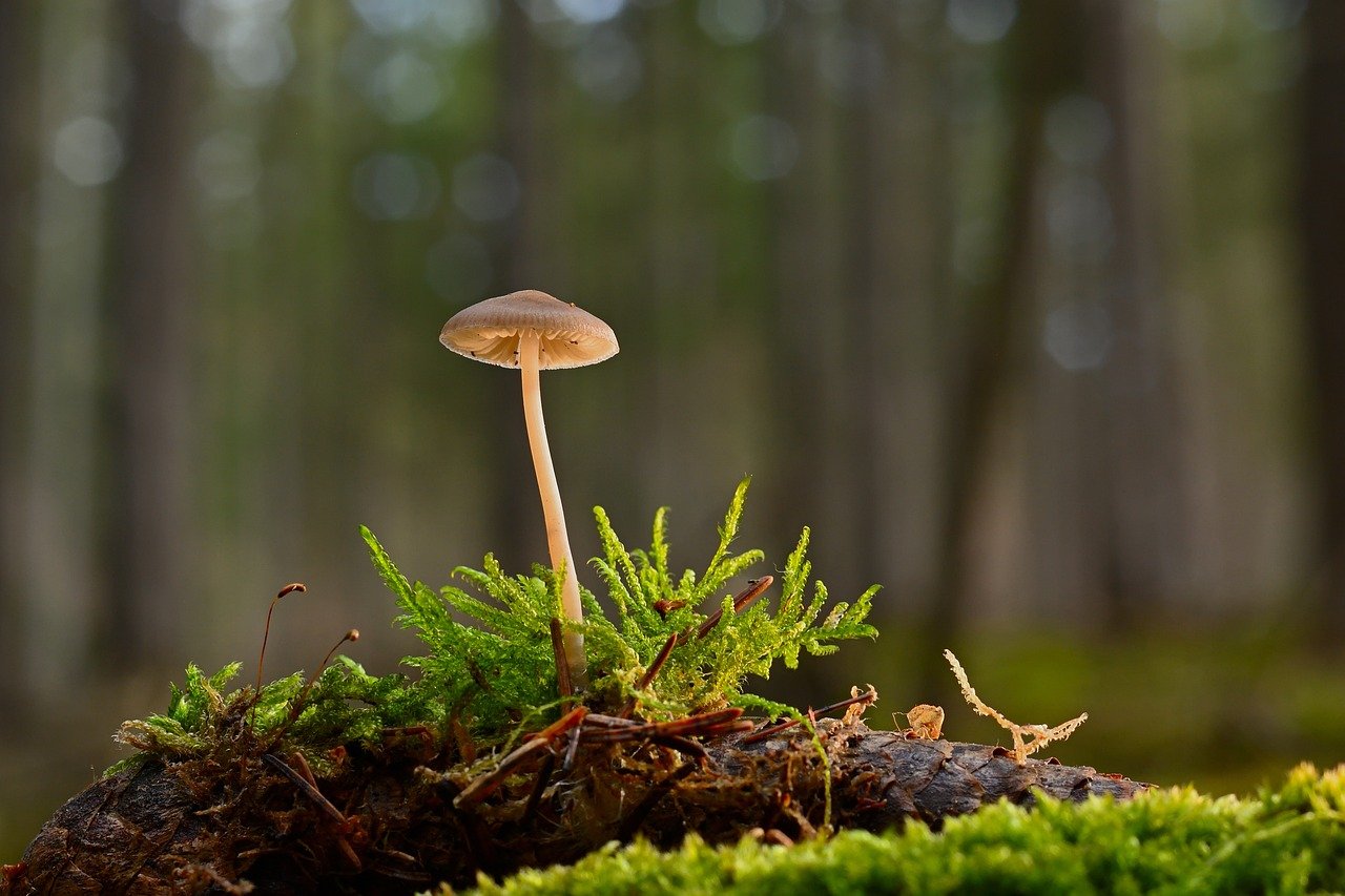 La forêt : essentielle pour une planète sans carbone