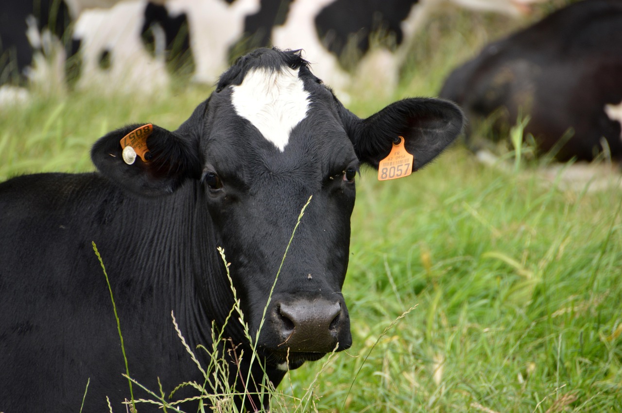 Dossier spécial : comment atteindre la production de lait carboneutre