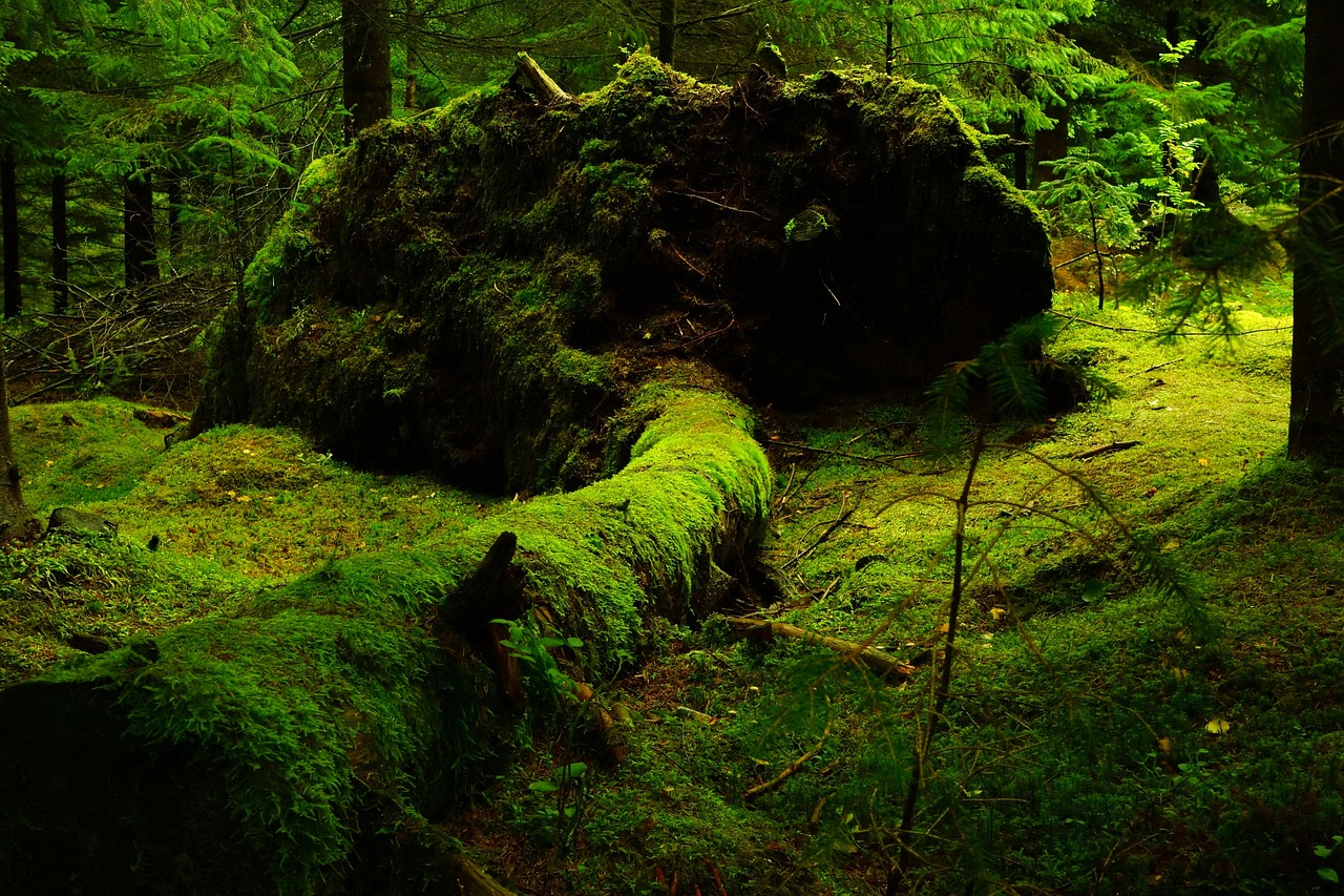 Isolation thermique écologique : Solutions durables pour un habitat plus sain