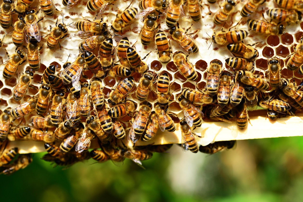 Patrimoine naturel : comprendre l’importance de la biodiversité pour notre avenir