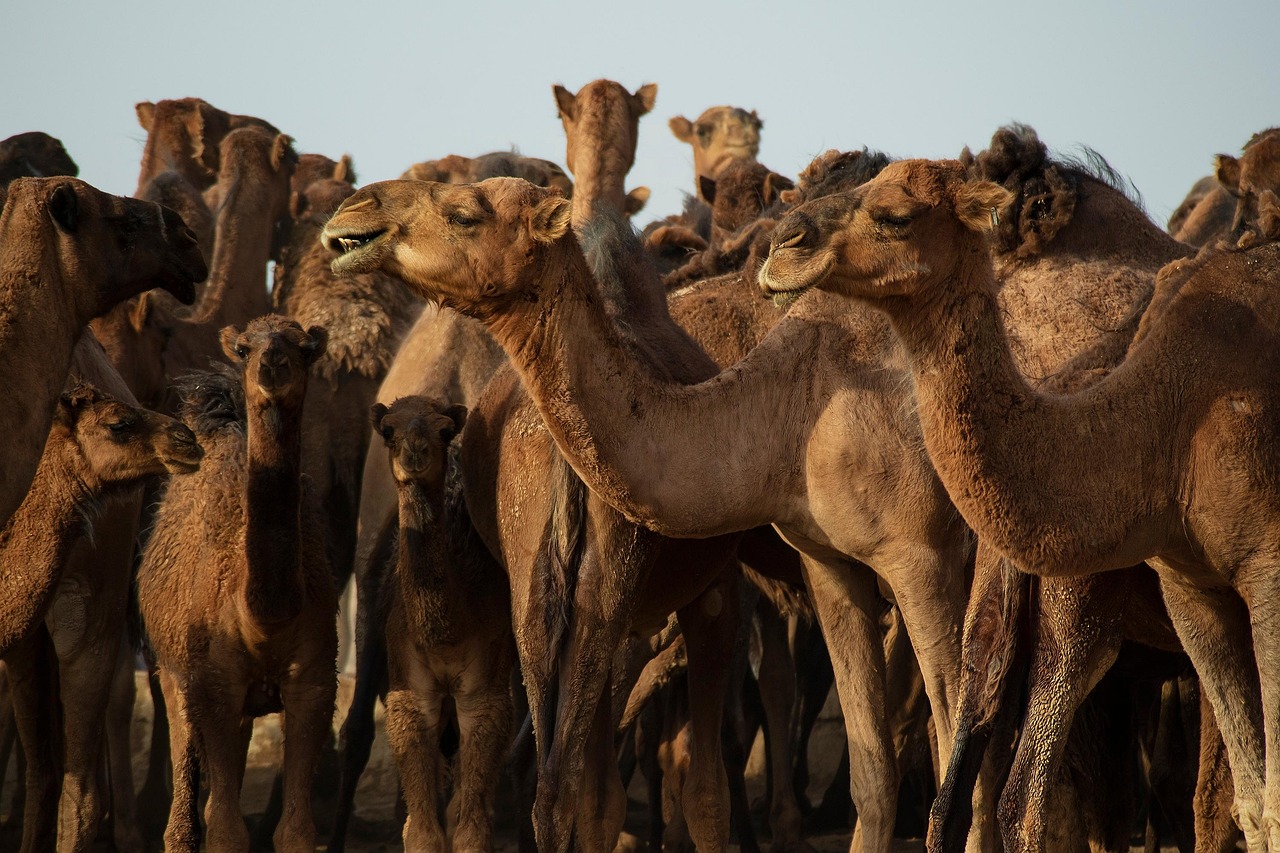 Conflits au Moyen-Orient : comprendre leurs répercussions sur le climat et l’environnement