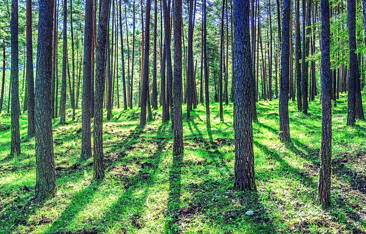 La foresterie : un secteur, grand ou petit, en matière d’émissions de gaz à effet de serre ?