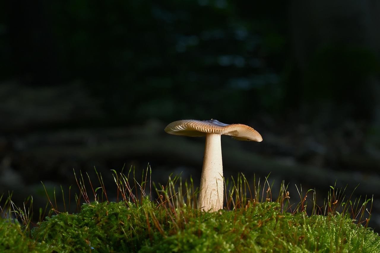 Il est urgent d’assister nos forêts face à un changement climatique fulgurant
