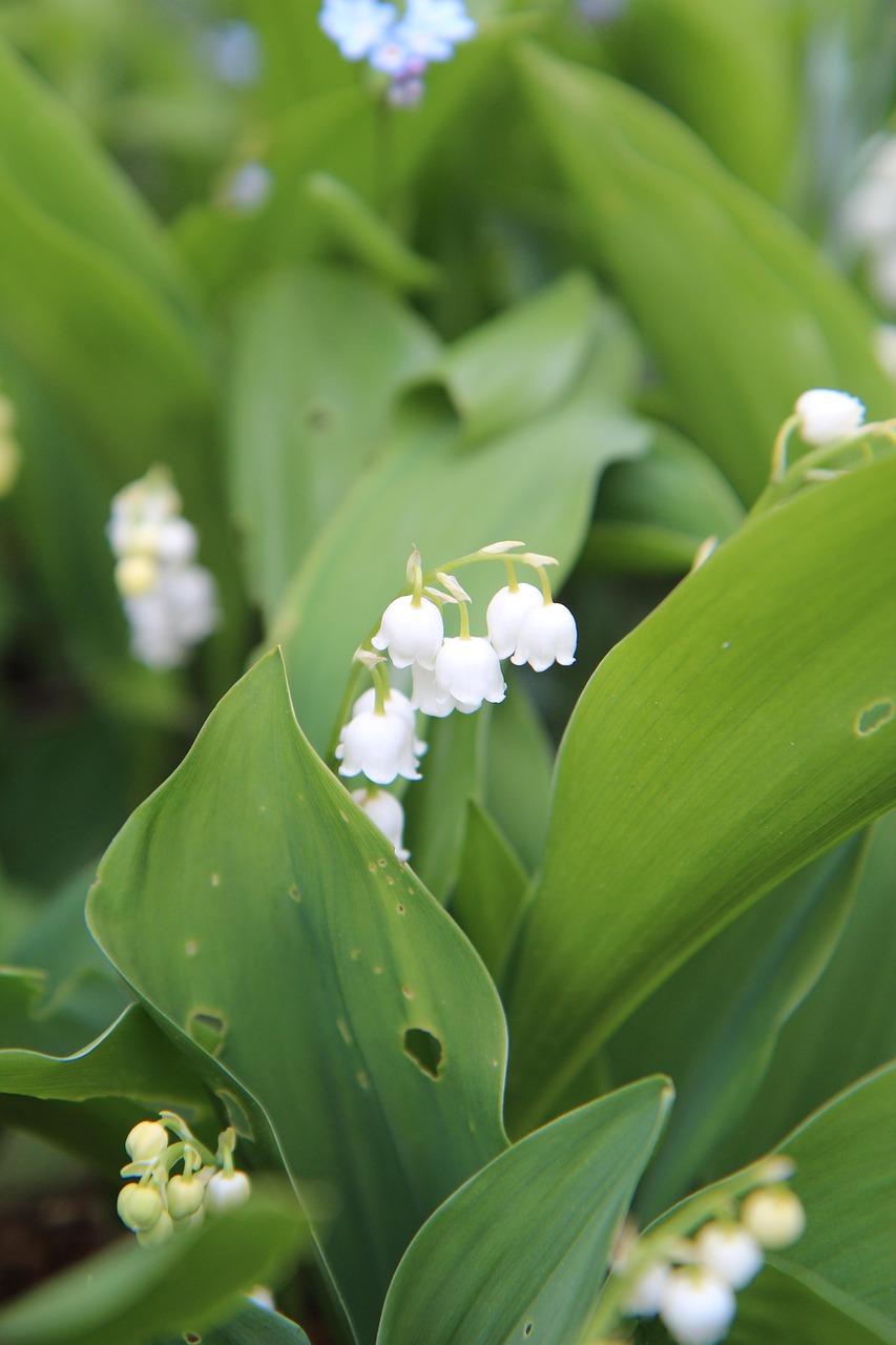 Muguet du 1er mai : comment un grossiste marnais lutte contre le réchauffement pour préserver la tradition