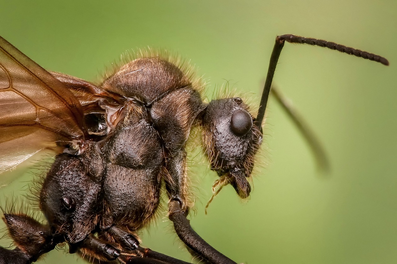 Voici pourquoi cette ligne tracée devant ma porte il y a 3 semaines empêche toutes les fourmis de passer…