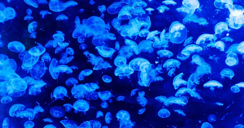Impact du réchauffement sur les animaux marins et la biodiversité