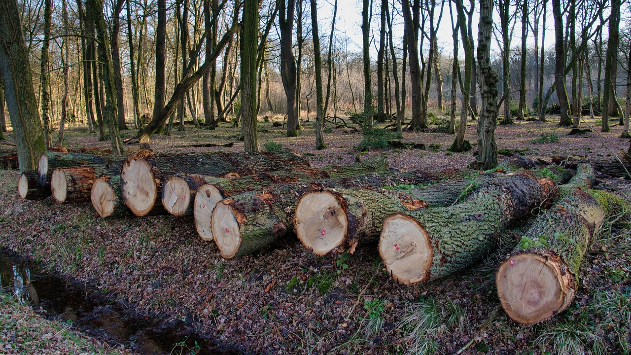 Brésil : un plan ambitieux place la lutte contre la déforestation au centre de la stratégie climatique
