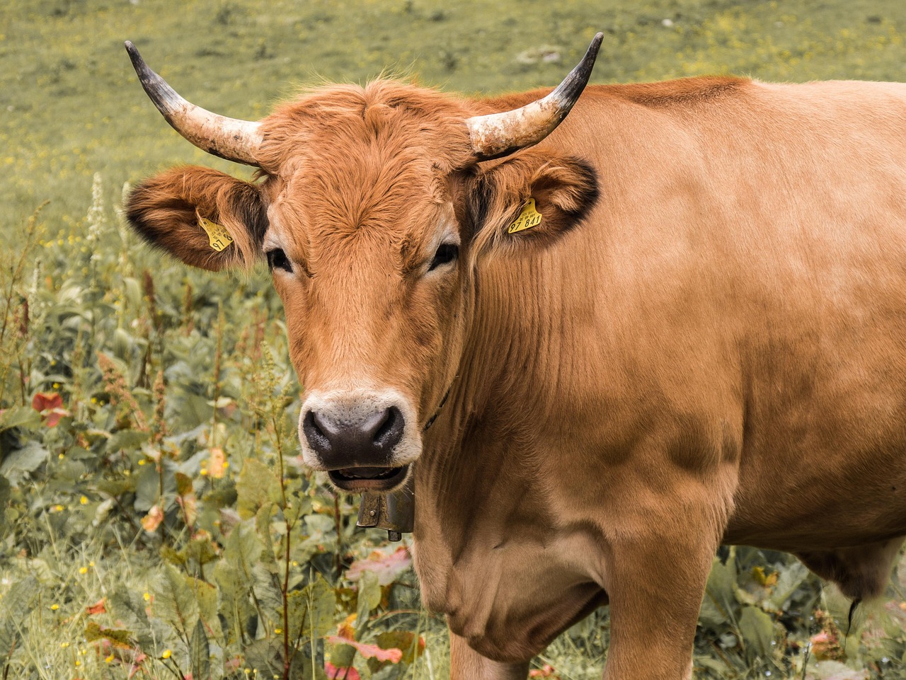 Les prairies et légumineuses : clés d’une agriculture bas-carbone selon The Shift Project