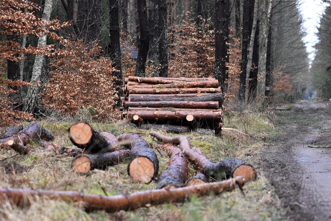 Déforestation : Comprendre les causes et impacts sur notre planète