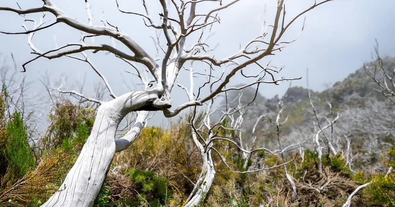 Comment adapter les forêts françaises à la sécheresse, concrètement