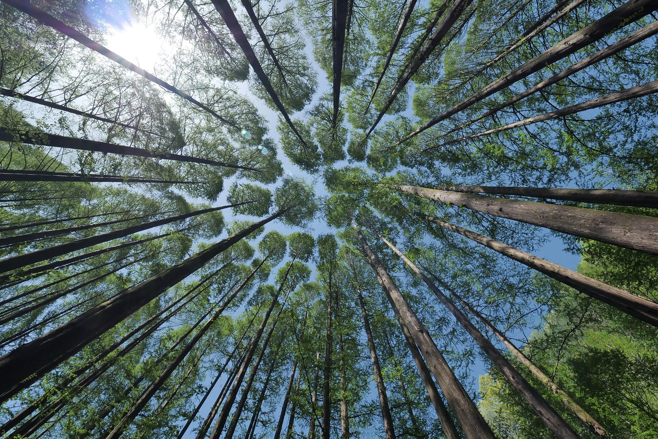 L’impact des forêts sur le cycle global du carbone et leurs implications pour le changement climatique