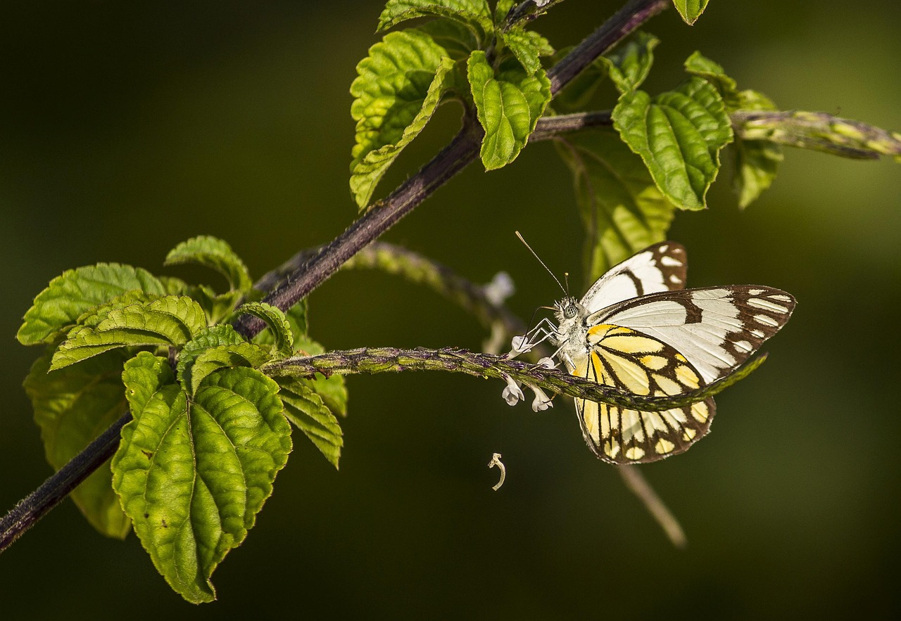 Protéger la biodiversité : des actions concrètes pour préserver notre planète