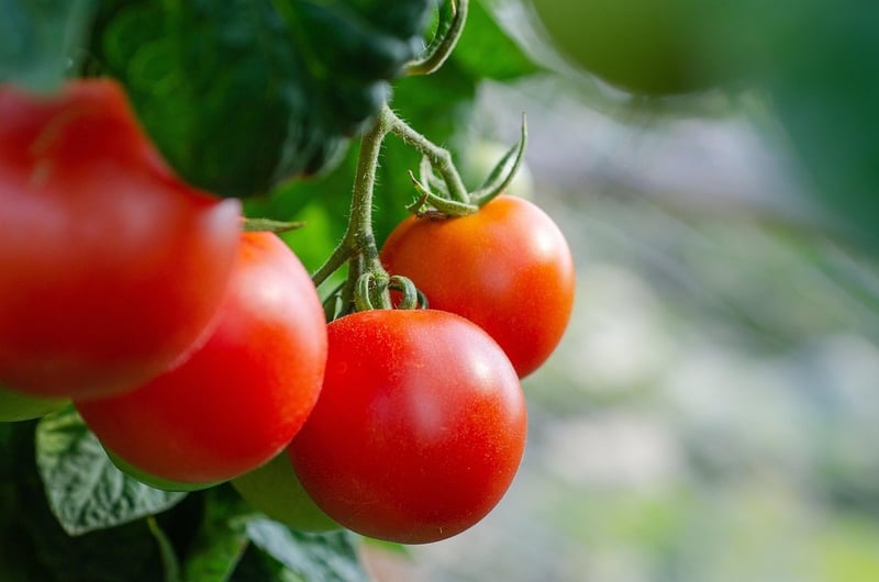 Impact du changement climatique sur l'agriculture française : ce qui change