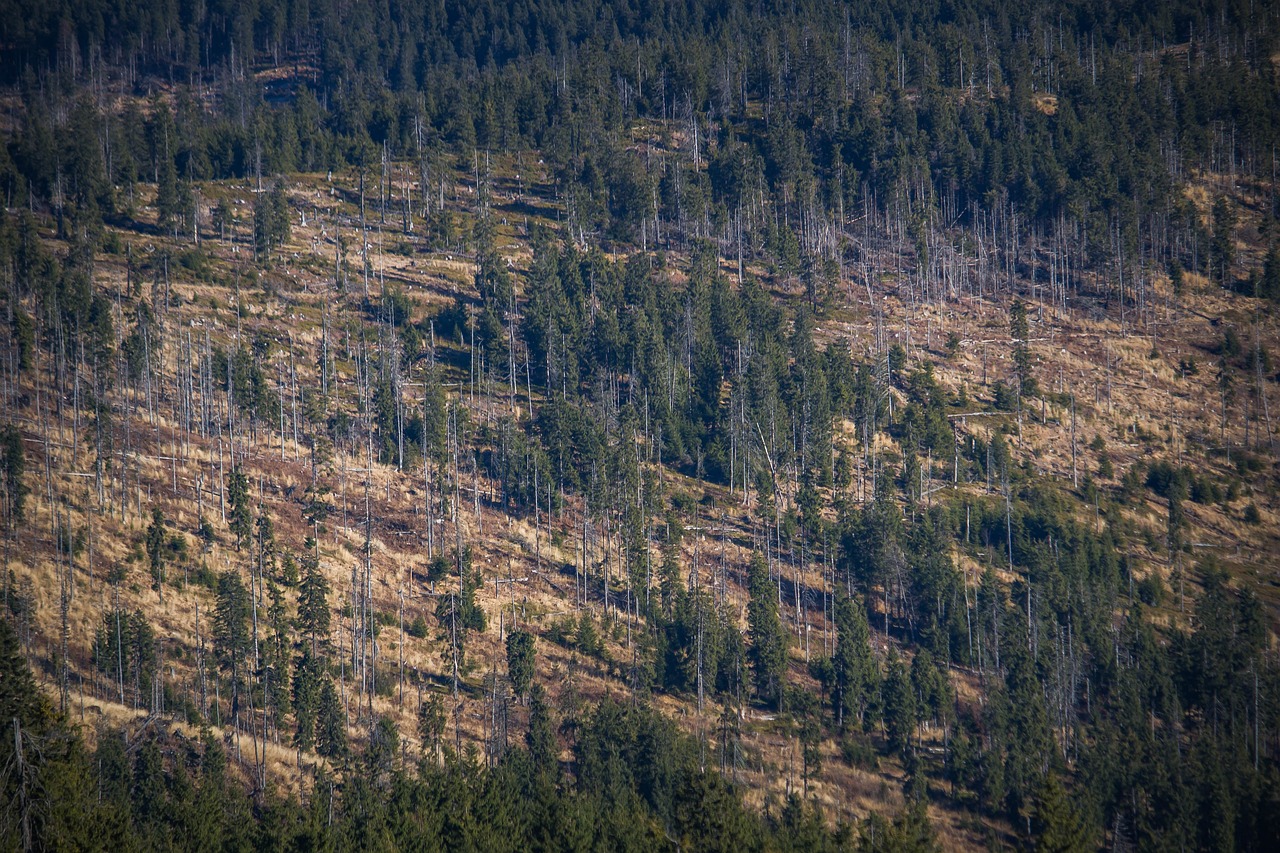 L’impact de la déforestation sur le bilan carbone