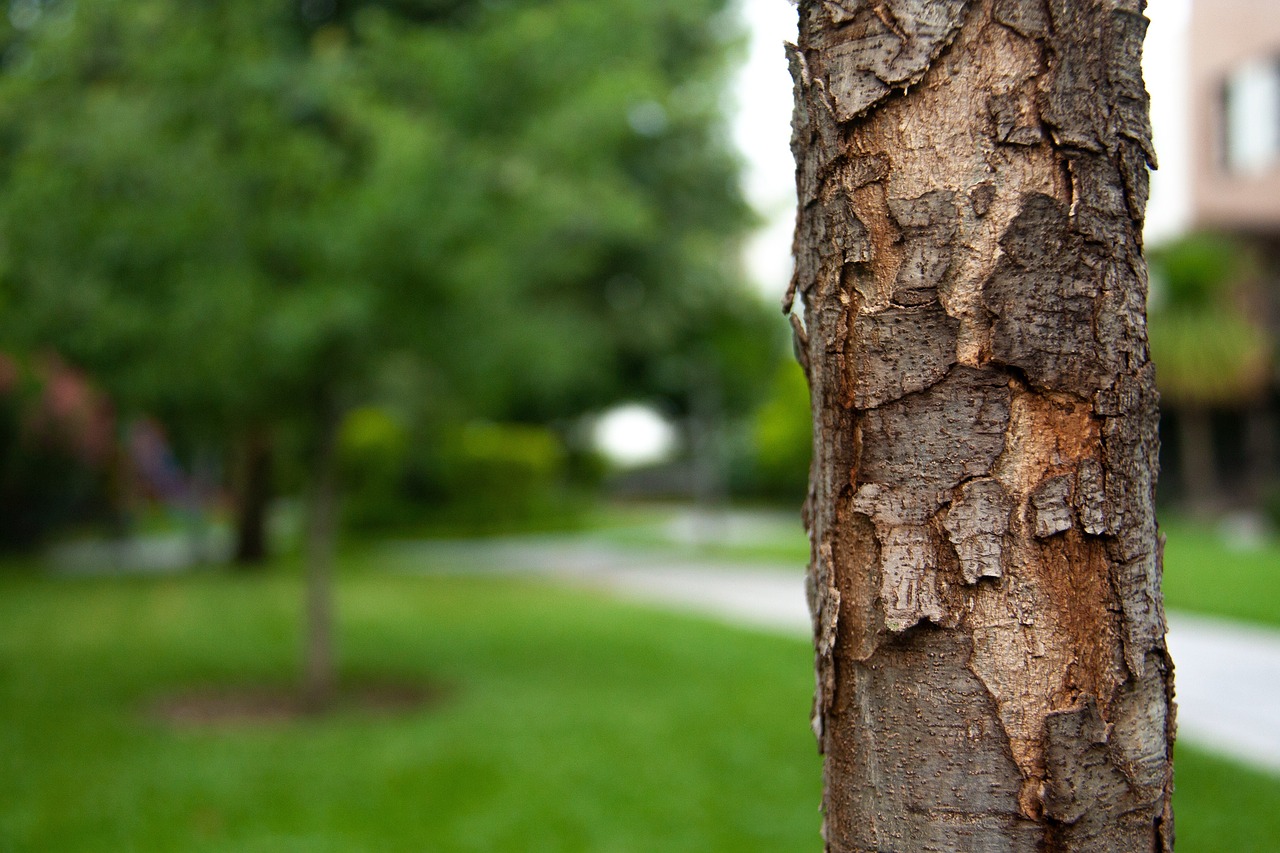 Solutions de reboisement : comment préserver nos forêts et restaurer la biodiversité