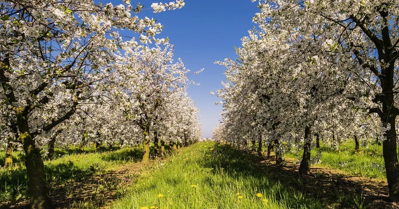 Faut-il planter des essences du sud ?