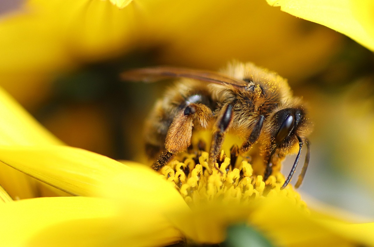 Biodiversité jardin : comment favoriser la vie naturelle chez vous ?
