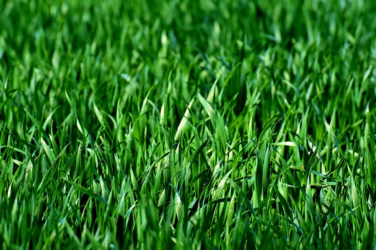 Je n’ai pas tondu depuis deux ans : la plante à 3 euros qui a transformé mon gazon (bonjour les économies !