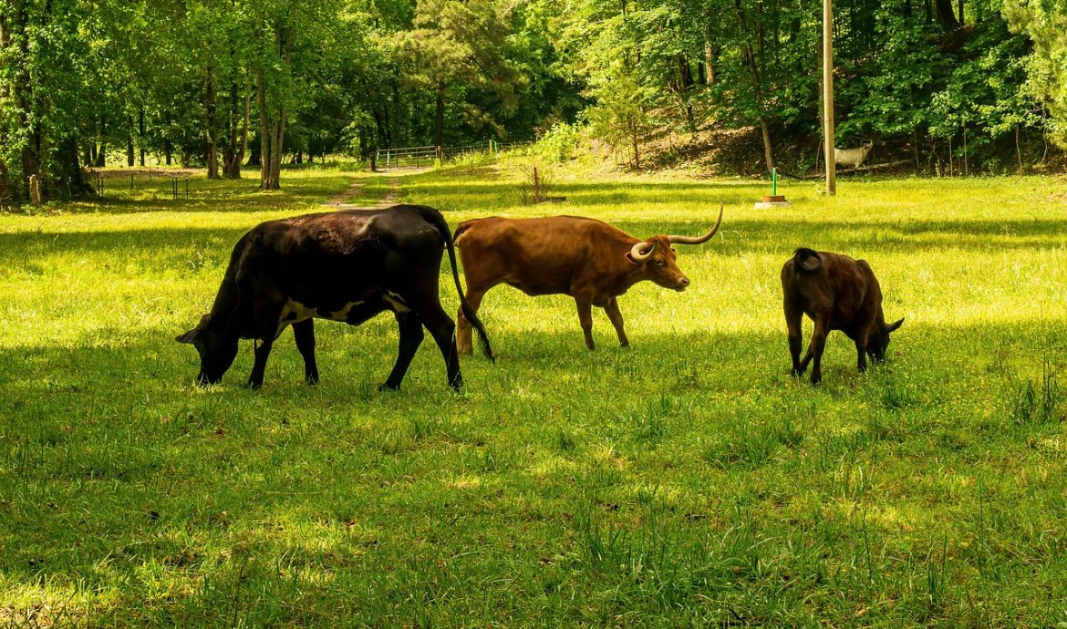 découvrez comment réduire votre empreinte carbone et contribuer à la protection de l'environnement. apprenez des astuces pratiques et des conseils sur les choix durables pour un mode de vie plus écologique.