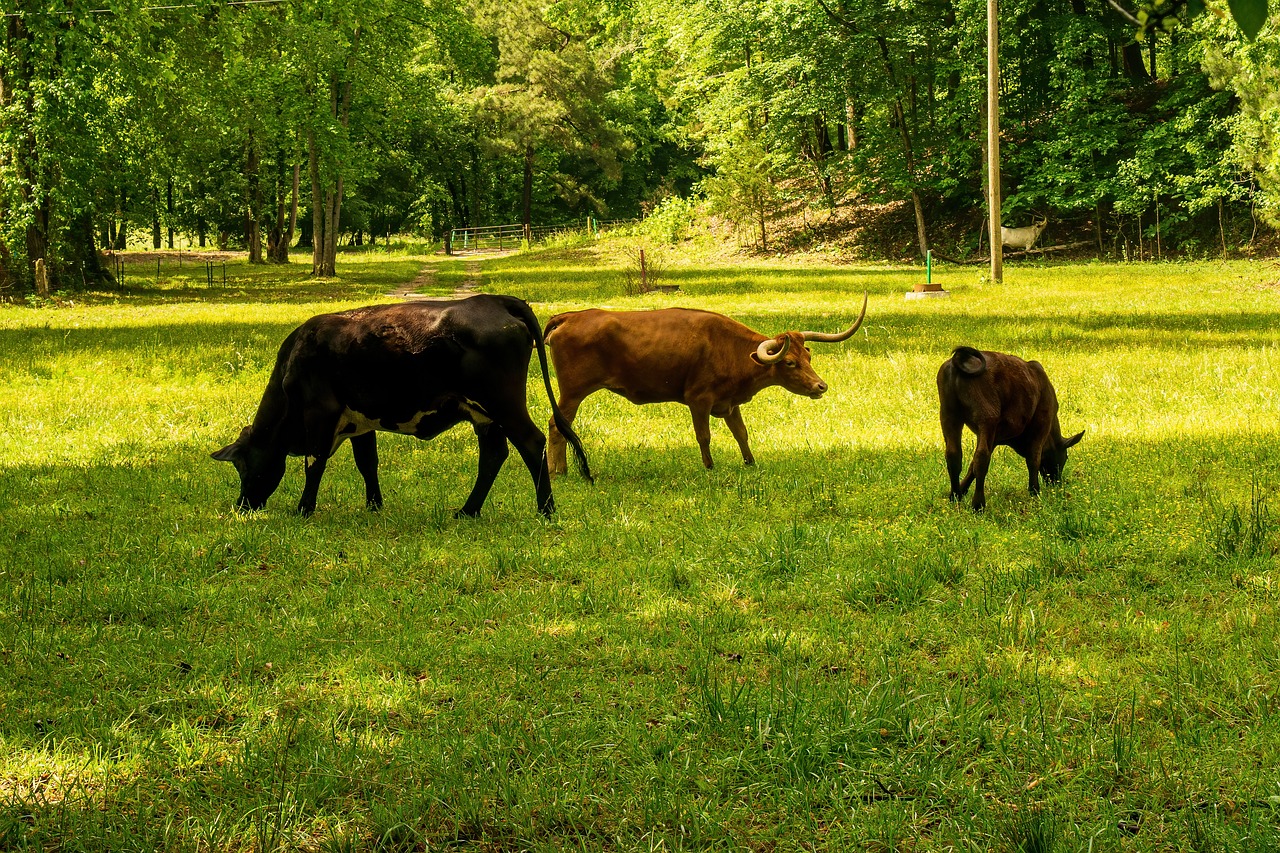 découvrez l'empreinte carbone, un indicateur clé de l'impact environnemental des activités humaines. apprenez comment mesurer, réduire et compenser votre empreinte pour contribuer à un avenir durable.