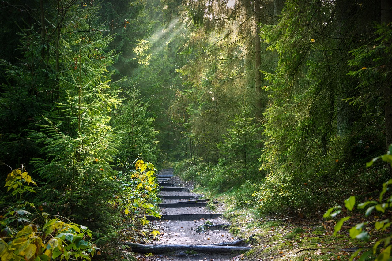 découvrez la beauté des forêts, ces écosystèmes riches et fascinants qui abritent une biodiversité incroyable. explorez les merveilles de la nature et apprenez l'importance de la préservation de nos précieux habitats forestiers.