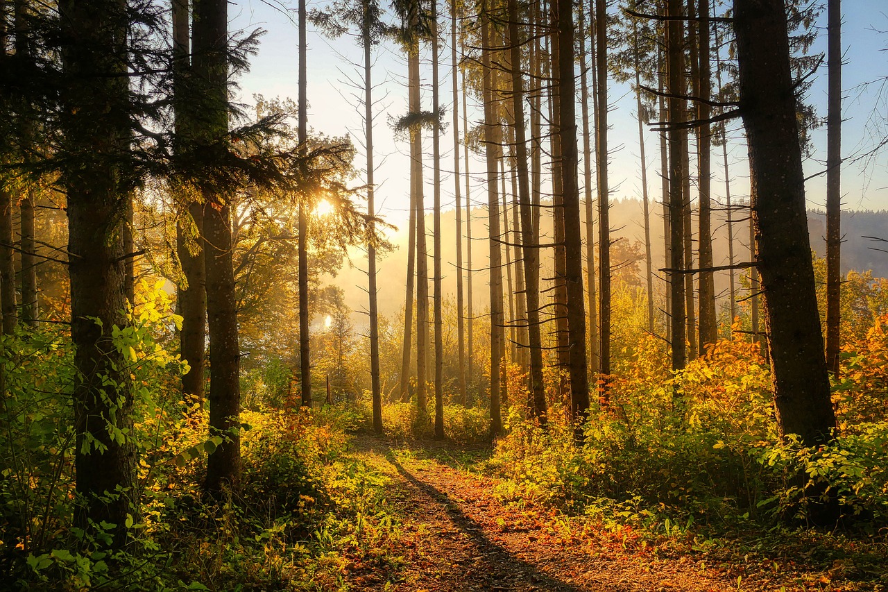 découvrez la beauté et la richesse des forêts, véritables trésors de biodiversité. explorez leur importance pour l'environnement, la faune, et le climat, tout en apprenant comment les préserver pour les générations futures.