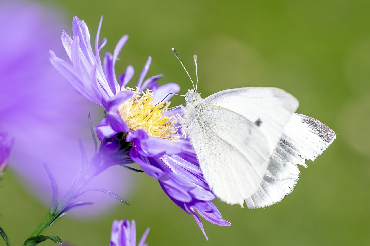 découvrez les limites environnementales et leurimpact sur notre planète. apprenez comment ces frontières naturelles régulent l'équilibre écologique et pourquoi il est crucial de les respecter pour assurer un avenir durable.