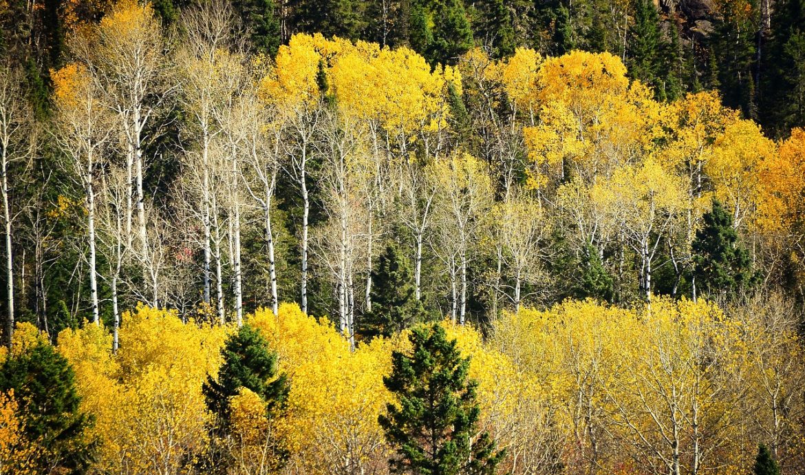découvrez la richesse de la biodiversité, son importance pour notre planète et les actions à entreprendre pour la préserver. explorez les habitats, les espèces et les écosystèmes qui font de la terre un lieu unique et vital.