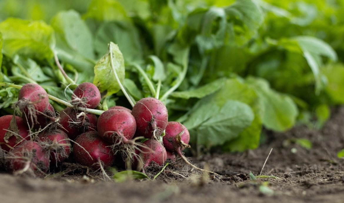 découvrez l'importance de la santé des sols pour l'agriculture durable et l'écosystème. apprenez comment préserver et améliorer la qualité du sol pour favoriser la biodiversité et assurer une production alimentaire durable.