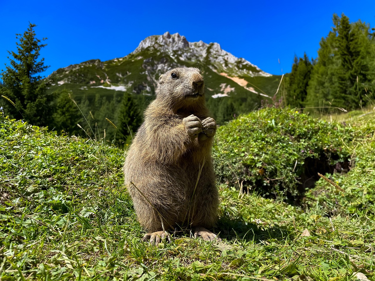 découvrez l'importance de la biodiversité pour notre planète. explorez les écosystèmes, la diversité des espèces et les enjeux de la préservation de la vie sur terre. apprenez comment chaque être vivant joue un rôle essentiel.