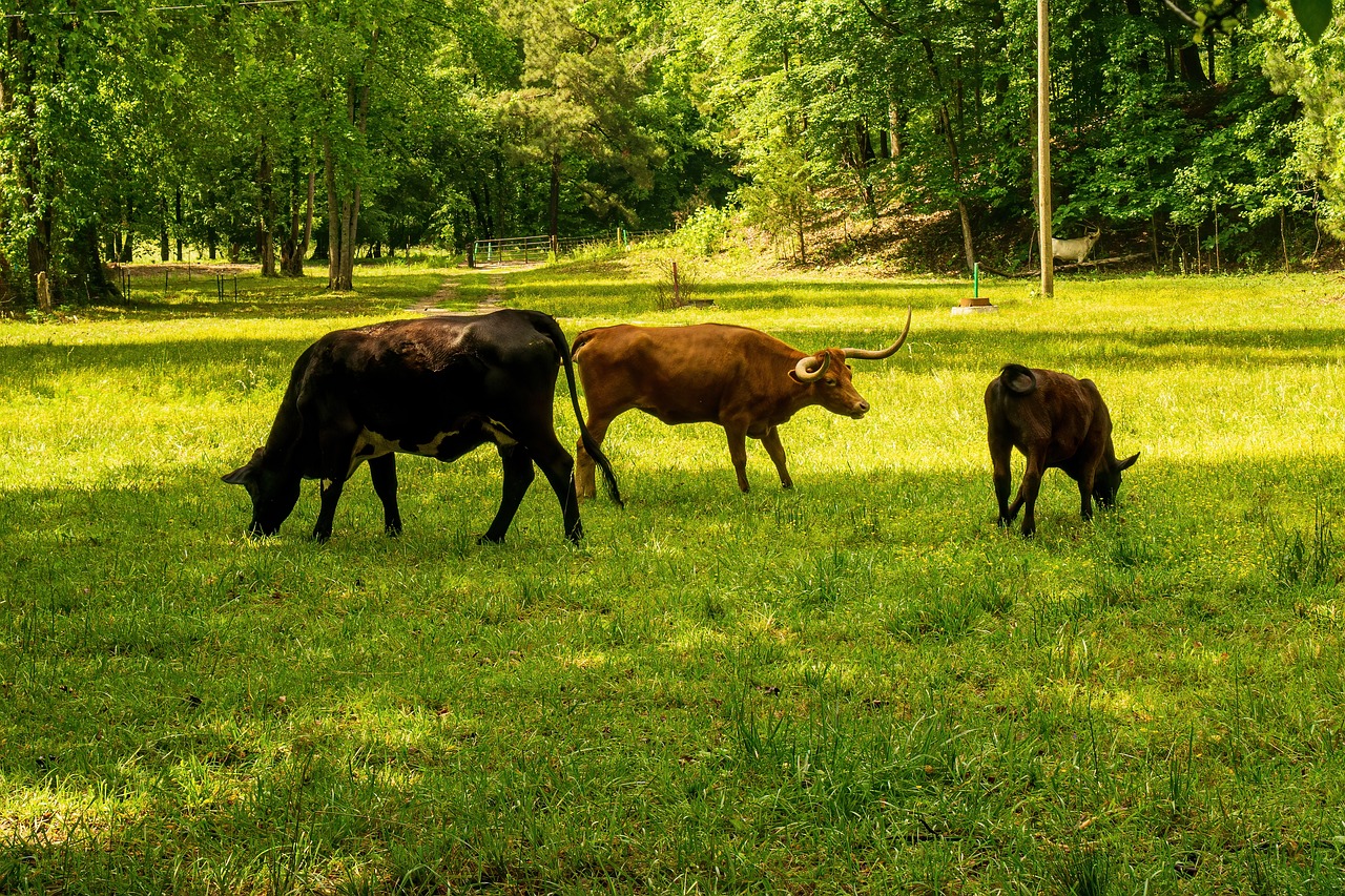 découvrez des stratégies efficaces pour réduire votre empreinte carbone et contribuer à la protection de l'environnement. apprenez comment des actions simples peuvent faire une grande différence dans la lutte contre le changement climatique.