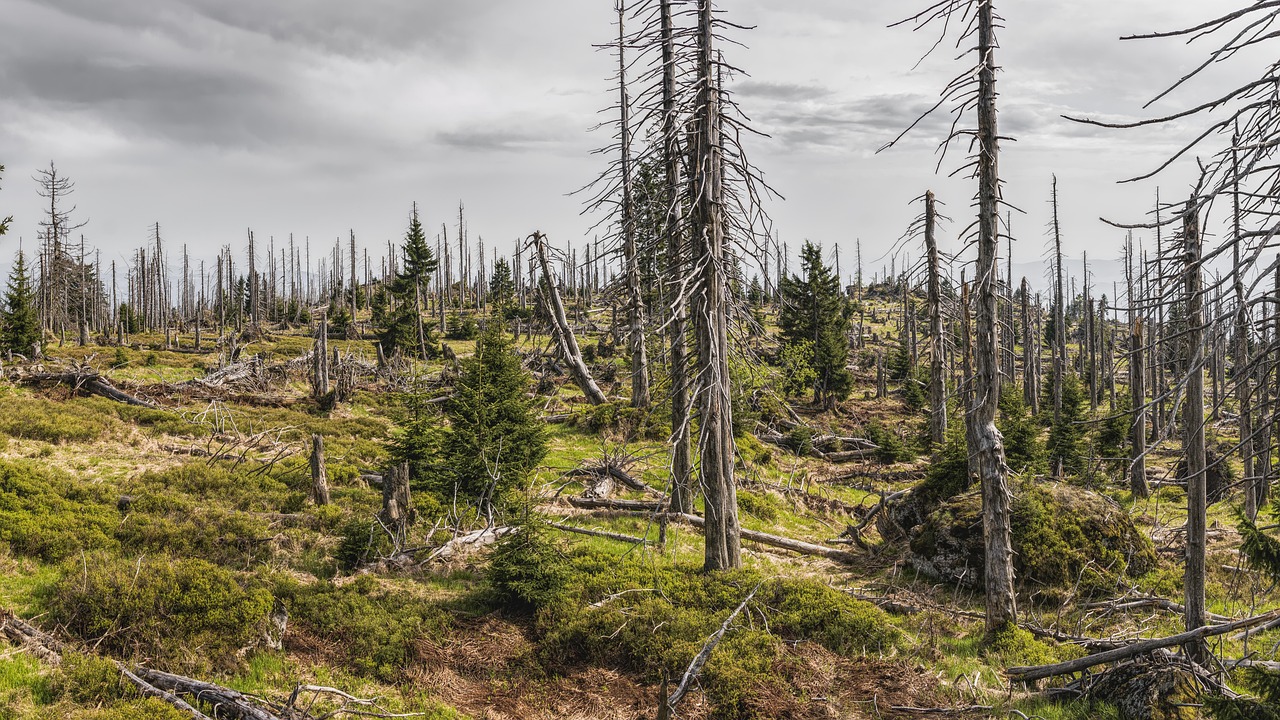 découvrez l'importance de l'évaluation environnementale pour analyser l'impact des projets sur notre planète. apprenez les méthodes, les enjeux et les bénéfices d'une approche responsable pour préserver notre environnement.