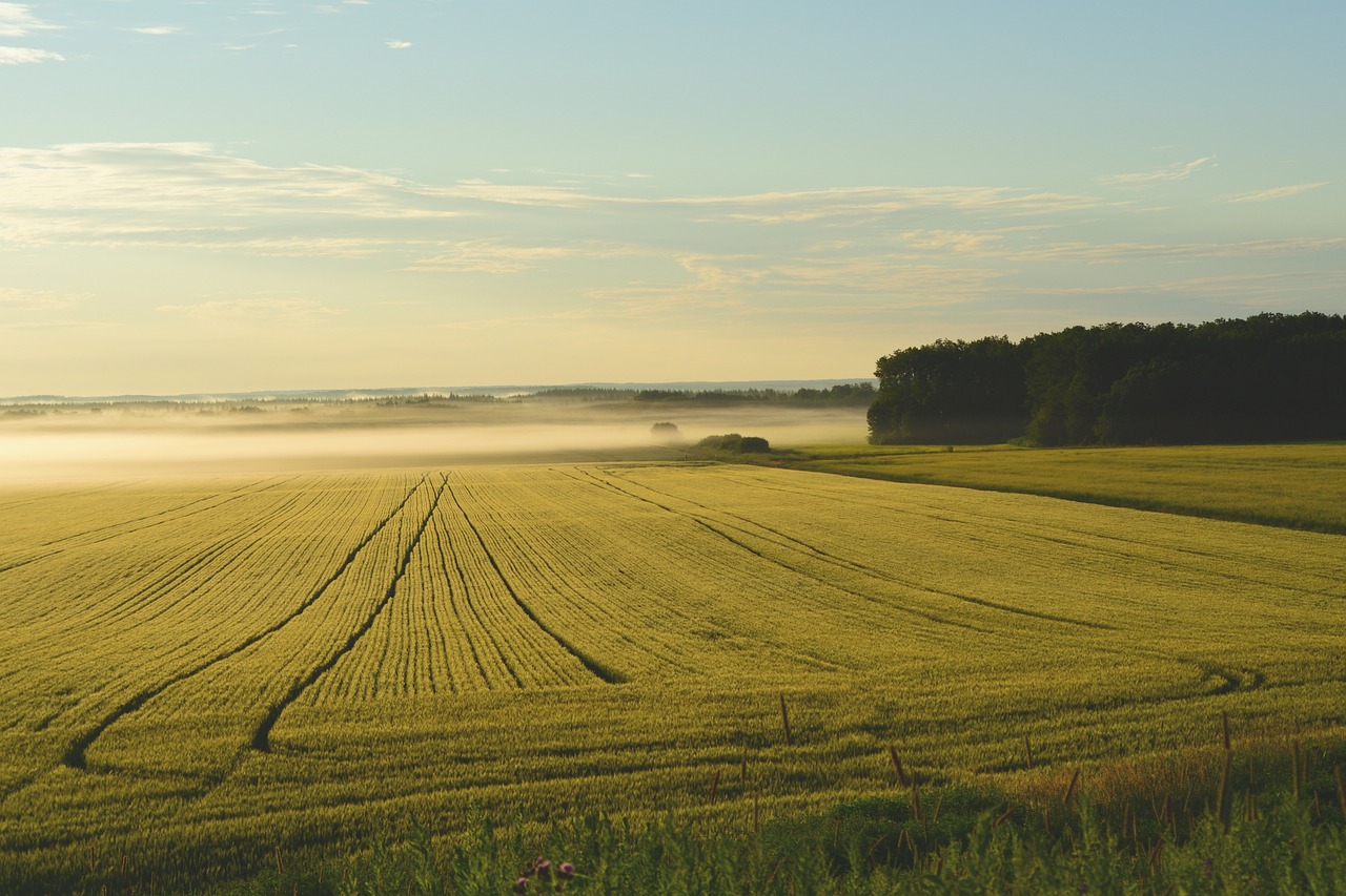 découvrez l'importance des ressources terrestres et leur impact sur l'environnement et l'économie. explorez les enjeux liés à leur gestion durable et les initiatives pour préserver notre planète.