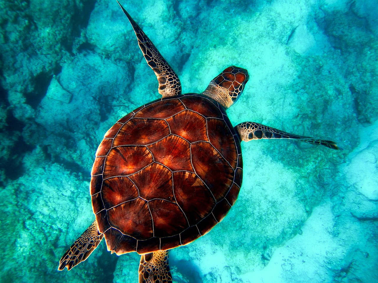 découvrez l'énergie marine, une source renouvelable et durable qui exploite la puissance des océans pour produire de l'électricité. apprenez comment cette technologie innovante contribue à la transition énergétique et à la protection de l'environnement.