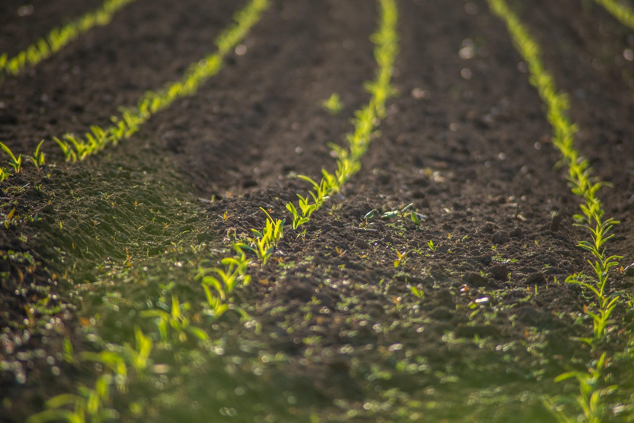 découvrez l'importance de la santé des sols pour une agriculture durable et la préservation de notre environnement. apprenez des pratiques essentielles pour améliorer la fertilité, la biodiversité et la résilience des terres cultivées.